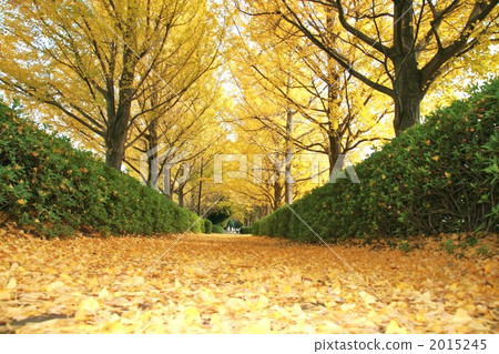 Yellow carpet 2 2015245