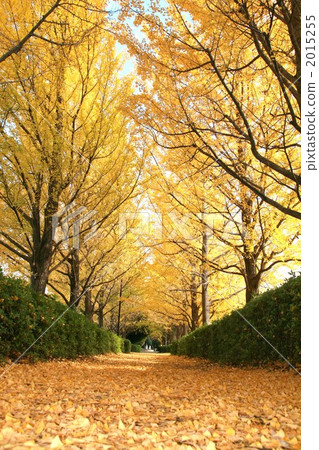 Yellow carpet (portrait) 2015255