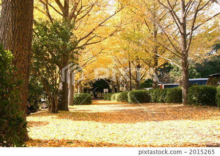 Yellow carpet 1 Yellow carpet 1 2015265