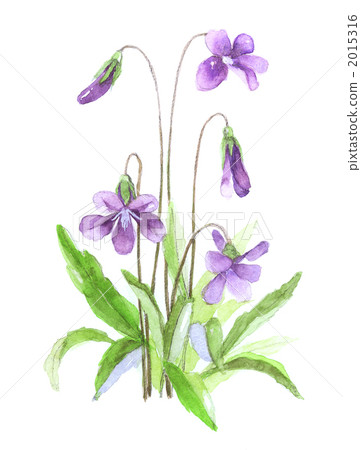 violet 2015316