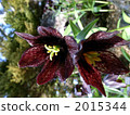 Black lily 2015344