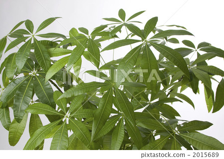 pachira, green leaf, foliage plant 2015689