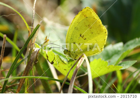 Northern Spotted Butterfly 2015710