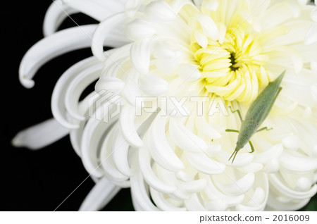 螞蚱用白色澱粉 2016009