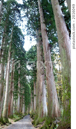 Togakushi cedar tree Togakushi cedar tree 2016049