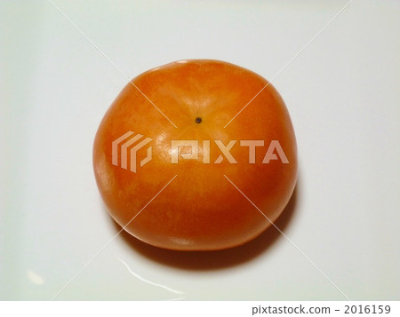 persimmon persimmon 2016159