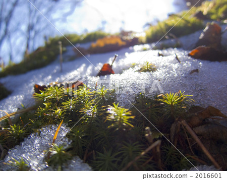 雪蓋和雪松樹 2016601