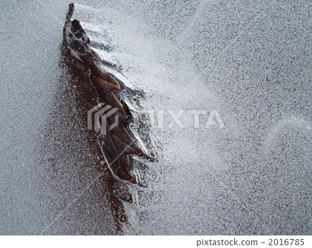 冷凍 枯葉 冰 2016785