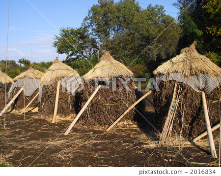 Peanuts are the best to dry naturally with a batch 2016834