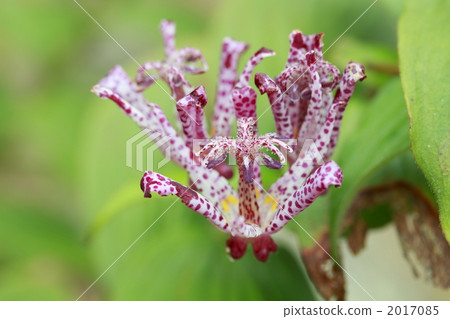 小杜鵑 花朵 花 2017085