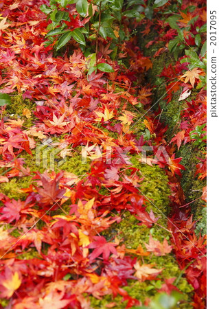 maple leaf, maple, foliage 2017095