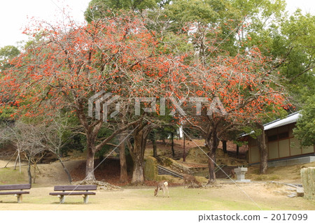 kakinoki, tree, sward 2017099