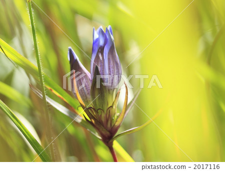 woodland path, tsururindo, bloom 2017116