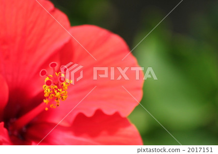 stamen, hibiscus, bloom 2017151