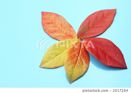 Fallen leaves  2017284