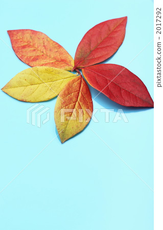 Fallen leaves Fallen leaves 2017292