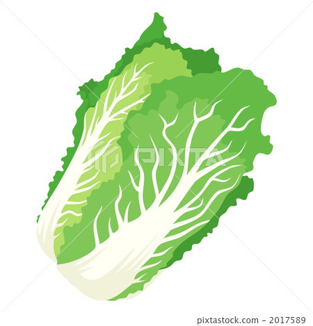 大白菜 含貝塔胡蘿蔔素不高的蔬菜 矢量 2017589