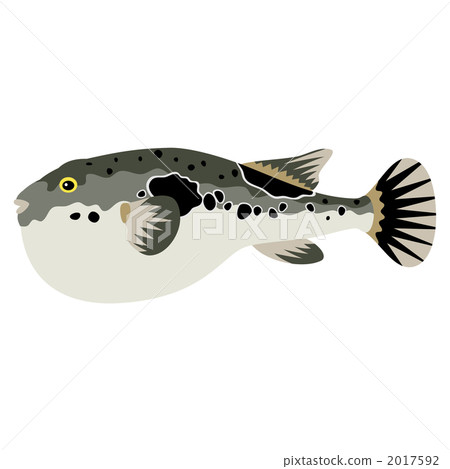 Fugu kawa豬魚例證 2017592