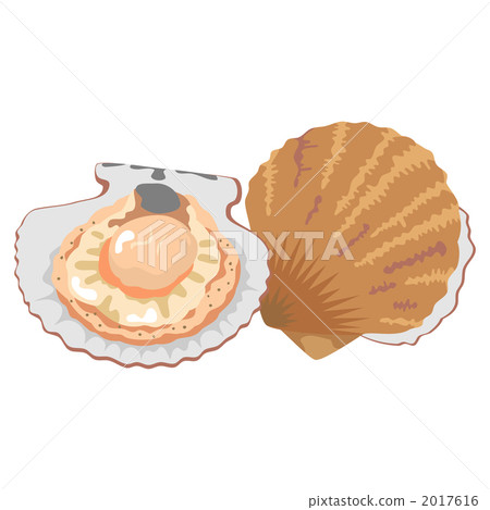 Shellfish Scallops Shell fish illustration 2017616