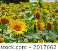 sunflower	 2017662
