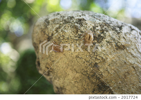 cast-off skin, slough, two animals 2017724