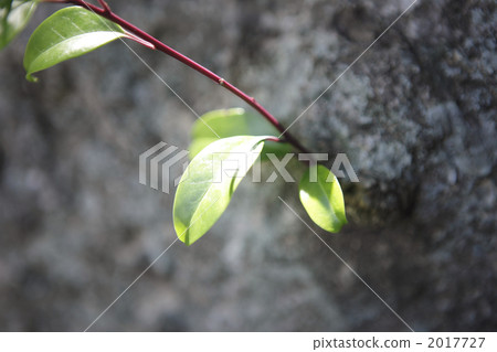 ilex rotunda, botanic, botanical 2017727