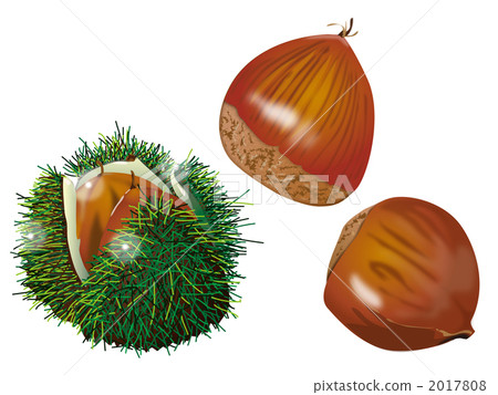 Chestnut  2017808