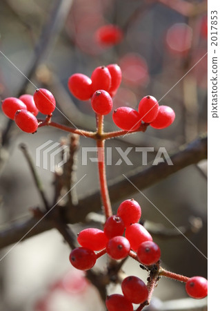 nandina, botanic, fruit 2017853