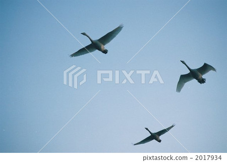Flying bird Flying bird 2017934