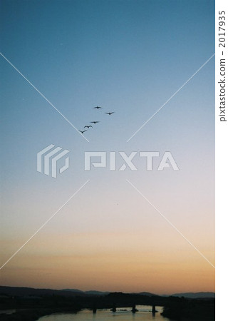 Flying bird in winter 2017935