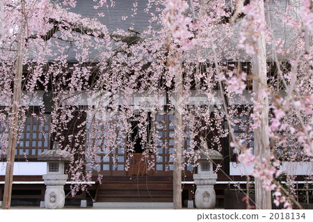 Jiyunji寺的Itzakura Jiyunji寺的Itzakura 2018134