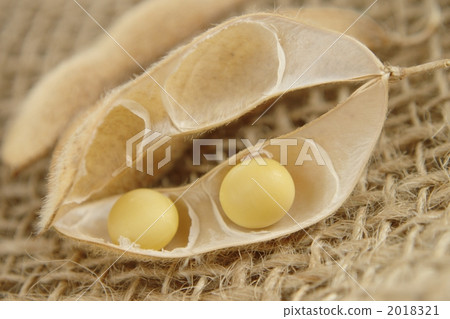 soybean, dried soybeans, soya bean 2018321