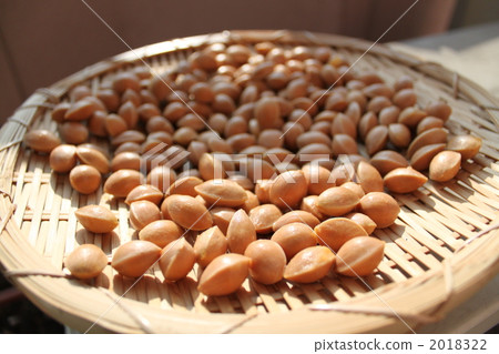 ginkgo, ginko tree, food 2018322