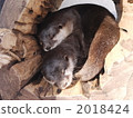 水獺 亞洲小爪水獺 陸生動物 2018424