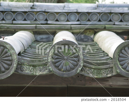 Chrysanthemum Chrysanthemum 2018504