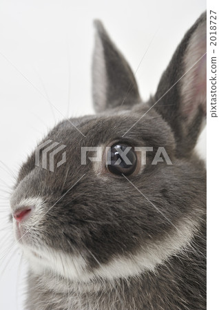 一隻兔子 一隻兔子 2018727