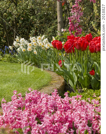 Hyacinth Tulip Holland Garden 2018827