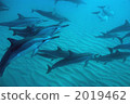 Dolphin 2019462