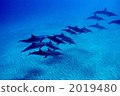 Dolphin 2019480