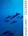 Dolphin 2019498