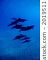 Dolphin 2019511