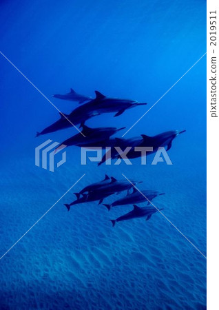 Dolphin 2019511