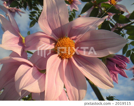 大麗花 花瓣 植物 2019515