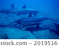 Dolphin 2019516