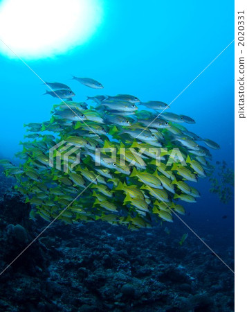 Underwater walk 2020331