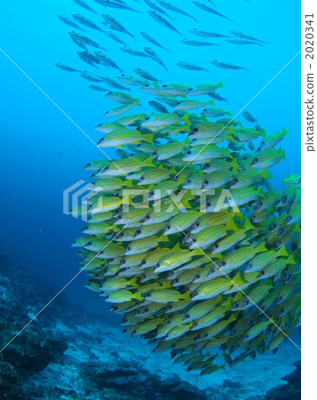 Underwater walk Underwater walk 2020341