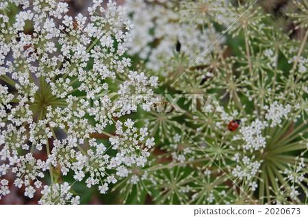 angelica, angelica acutiloba, botanic 2020673