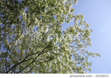 Honeybird 2020933
