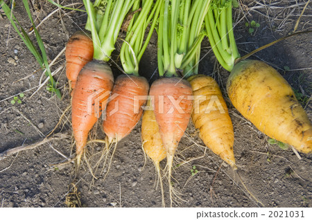 兩種類型的胡蘿蔔 兩種類型的胡蘿蔔 2021031