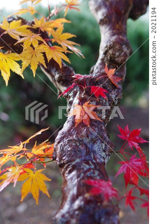 Autumn leaves 2021194